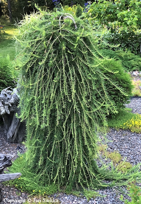 Larix decidua 'Puli', euroopanriippalehtikuusi